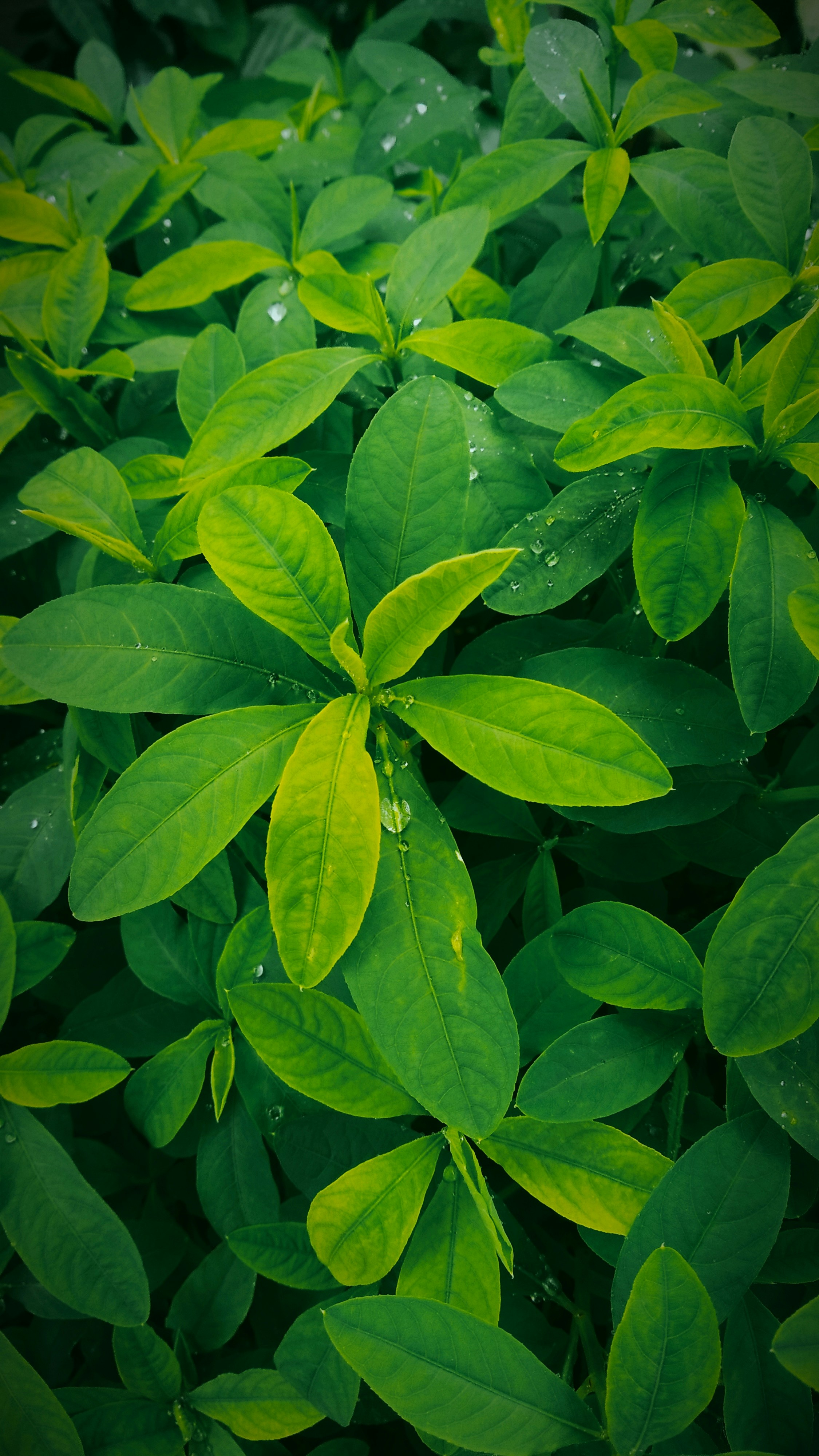 Photo by dendrophile