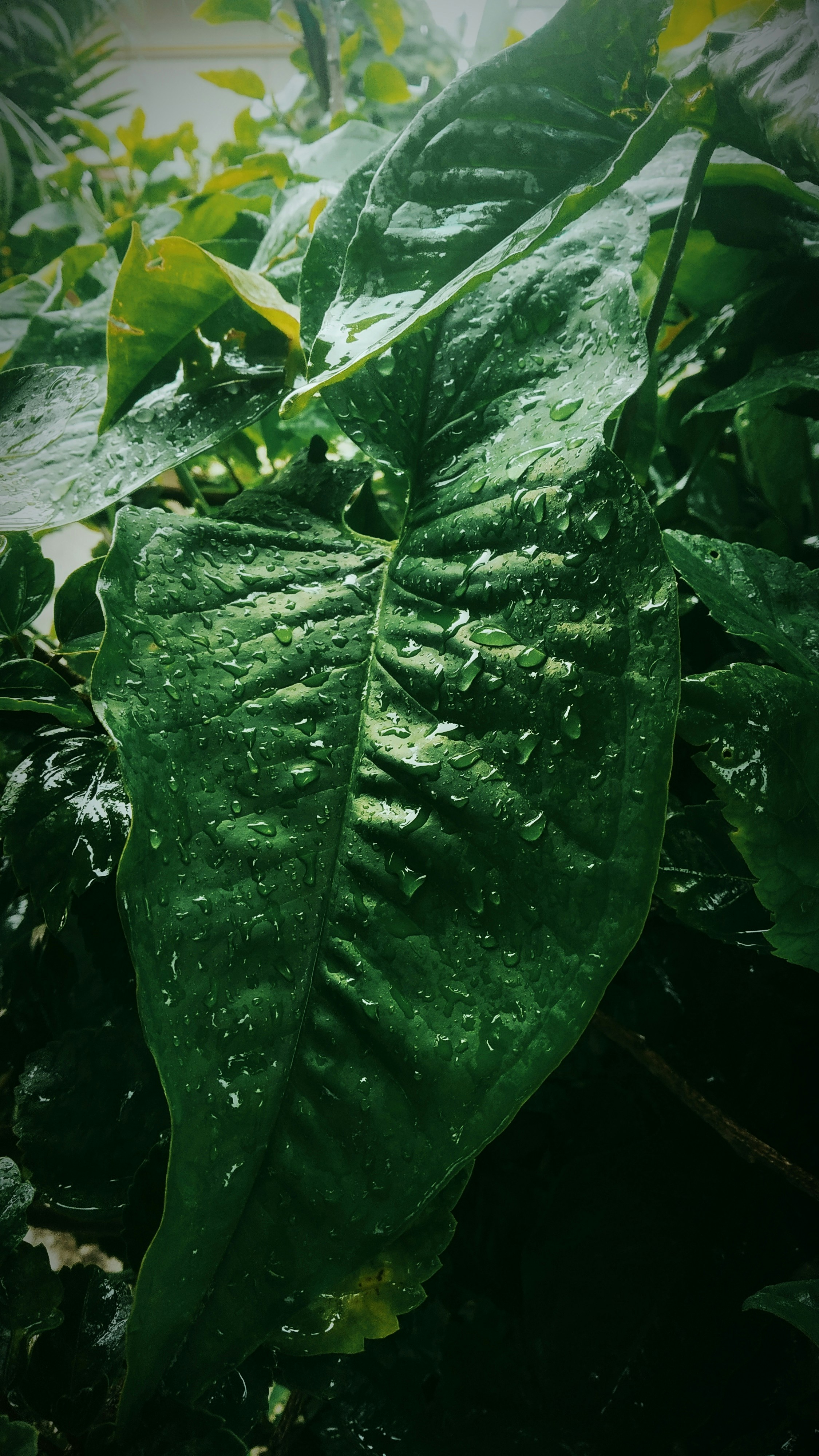 Photo by dendrophile