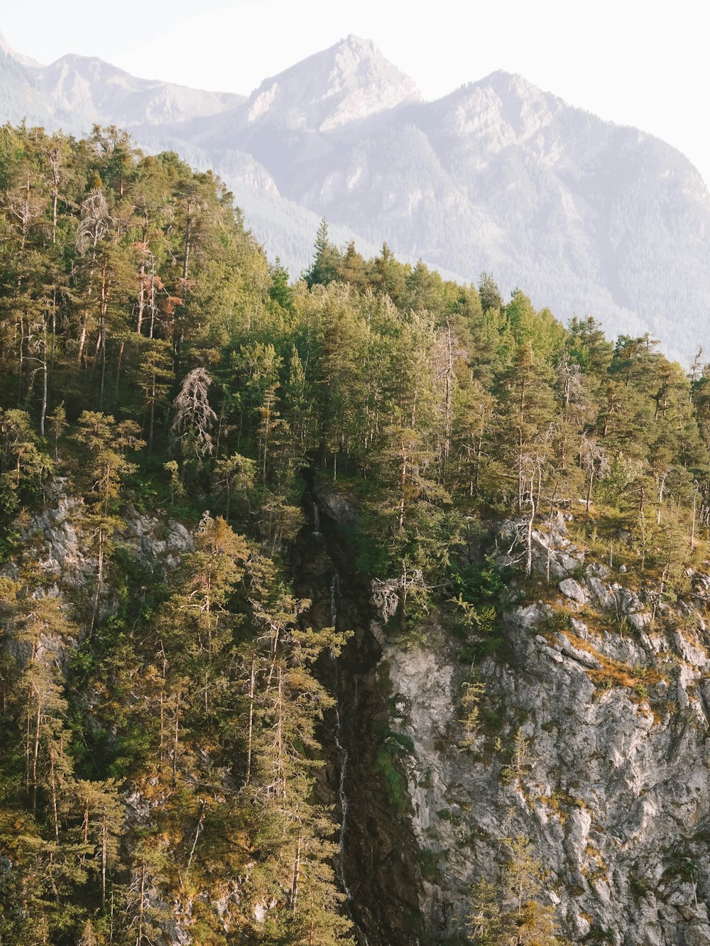 a group of trees on the side of a mountain