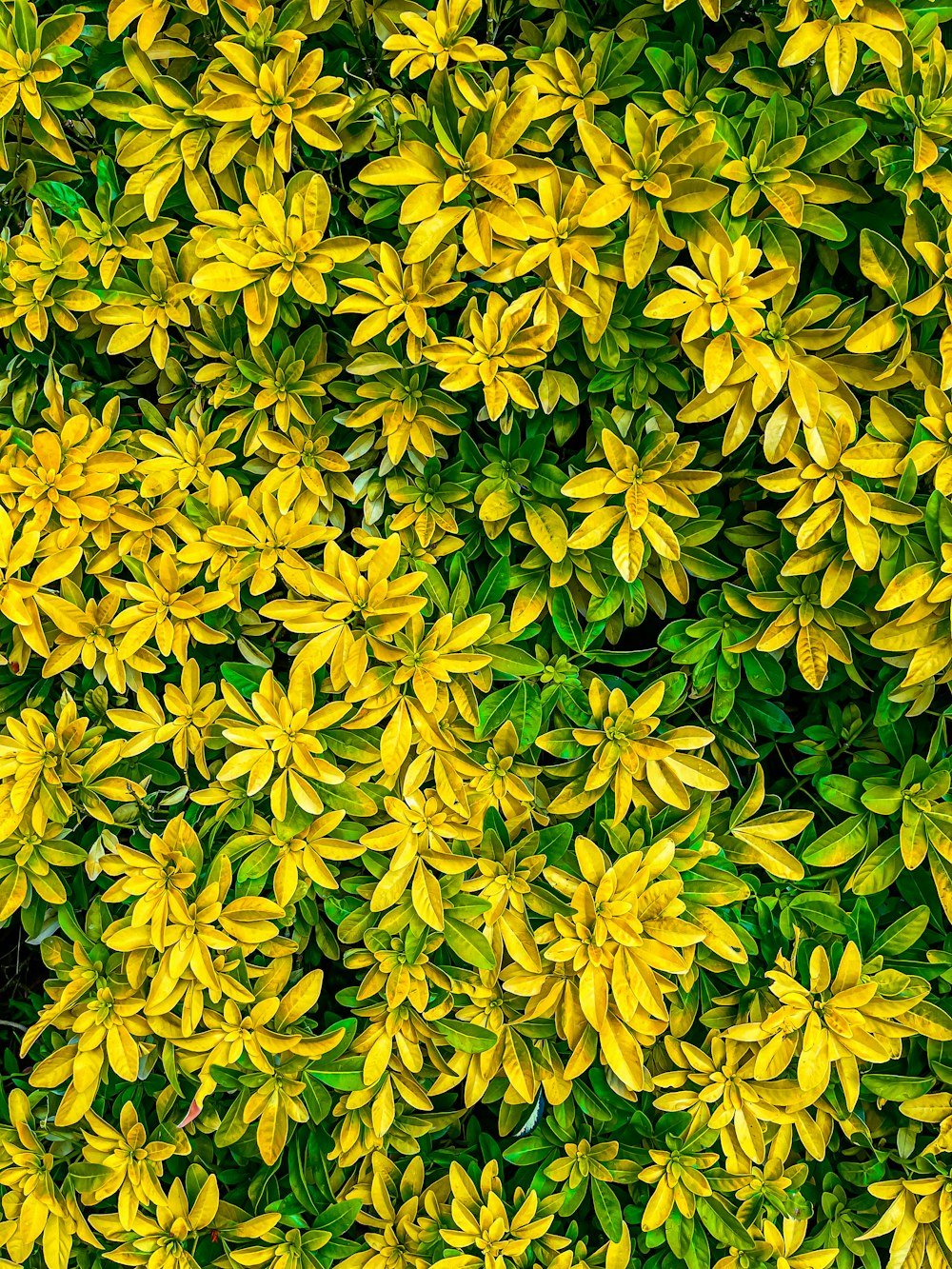 a close up of a bush of yellow flowers