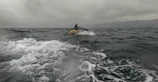 A pod of dolphins leaping joyfully near a luxury boat on calm blue waters.