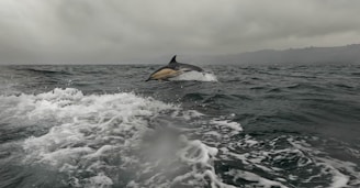 A pod of dolphins leaping joyfully alongside a fishing boat at dawn.