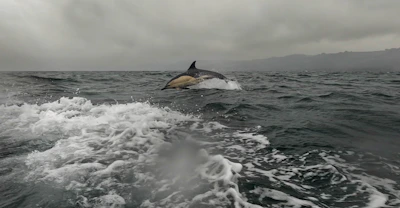 A pod of dolphins leaping joyfully near a luxury boat on calm blue waters.