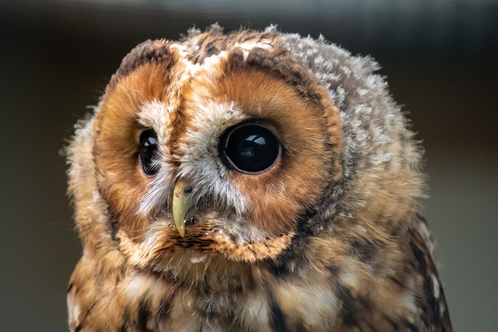 a close up of an owl with a blurry background