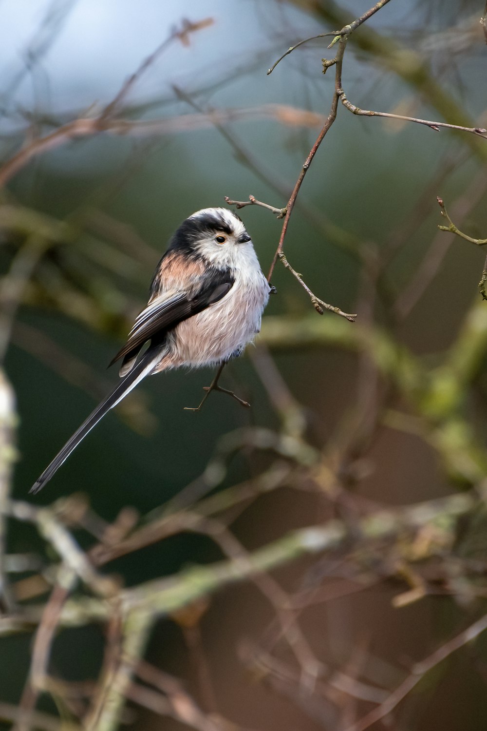 a small bird perched on top of a tree branch