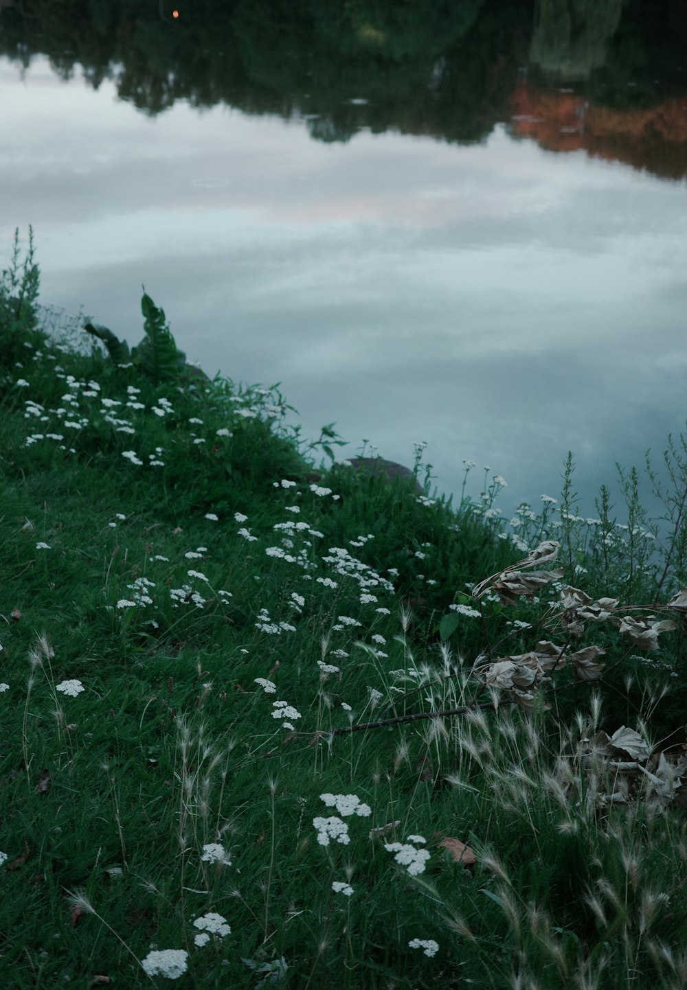 a field of flowers next to a body of water