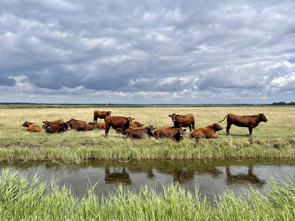 una mandria di bovini in piedi in cima a un campo coperto di erba