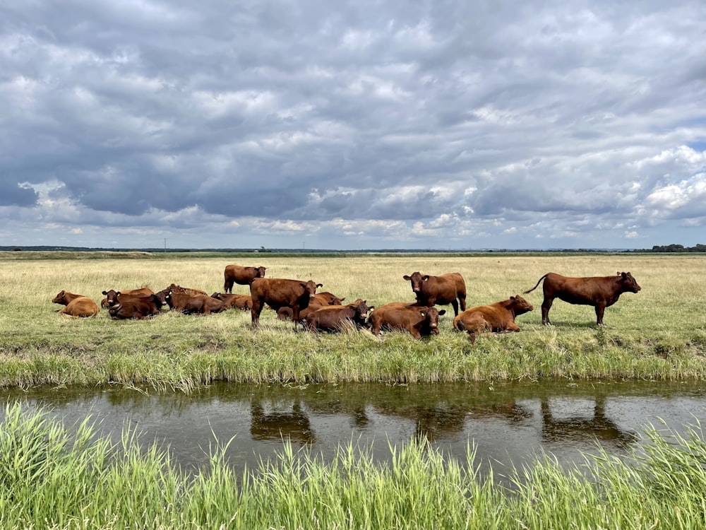 a herd of cattle standing on top of a grass covered field