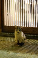 A small cat with a white and gray coat sits on a stone floor in front of a wooden door with vertical bars. The lighting casts shadows on the floor, creating a pattern.