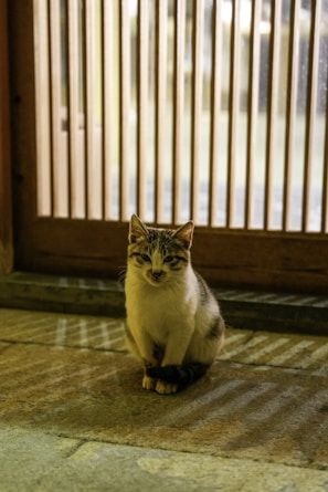 A small cat with a white and gray coat sits on a stone floor in front of a wooden door with vertical bars. The lighting casts shadows on the floor, creating a pattern.