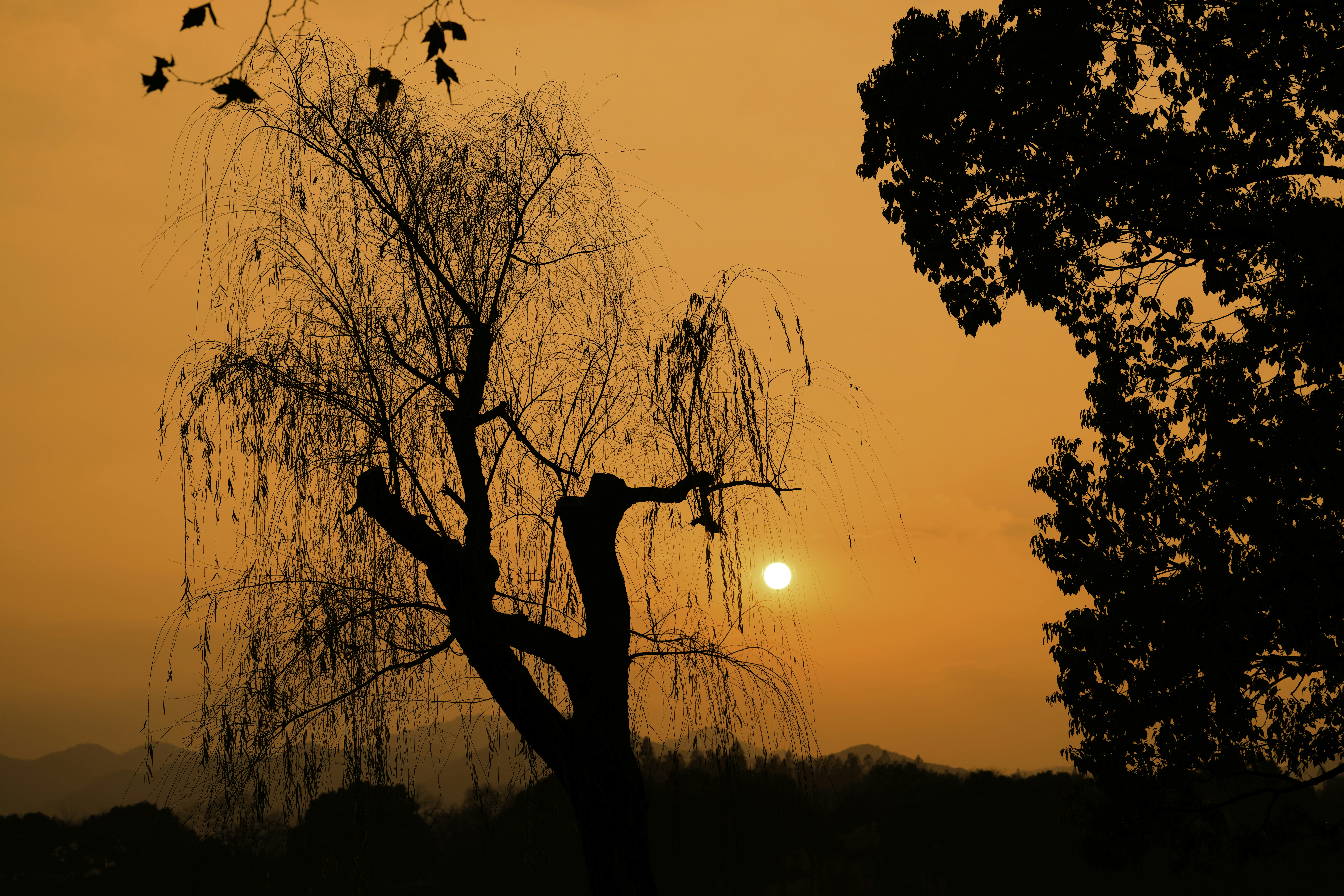 the sun is setting behind a tree with no leaves