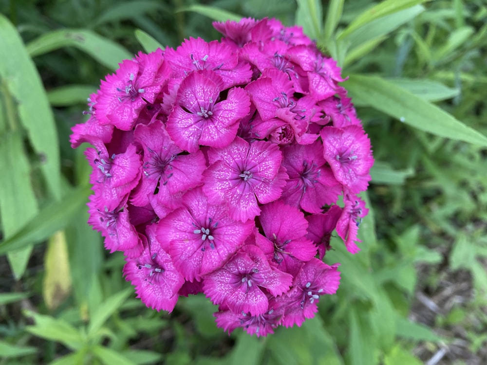 a close up of a pink flower in a field