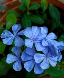 a close up of some blue flowers in a pot