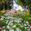 A charming thatched cottage surrounded by lush greenery and an abundance of white daisies. The scene is tranquil and framed by tall trees, creating an idyllic countryside atmosphere.