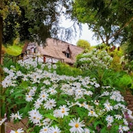 A charming thatched cottage surrounded by lush greenery and an abundance of white daisies. The scene is tranquil and framed by tall trees, creating an idyllic countryside atmosphere.