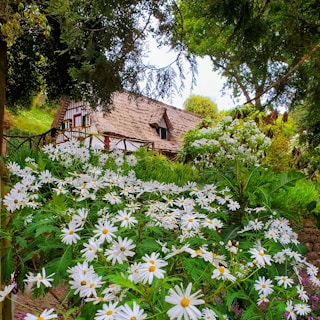 A charming thatched cottage surrounded by lush greenery and an abundance of white daisies. The scene is tranquil and framed by tall trees, creating an idyllic countryside atmosphere.