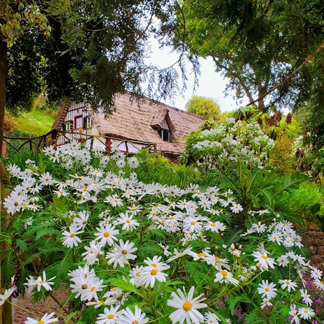 A charming thatched cottage surrounded by lush greenery and an abundance of white daisies. The scene is tranquil and framed by tall trees, creating an idyllic countryside atmosphere.