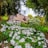 A charming thatched cottage surrounded by lush greenery and an abundance of white daisies. The scene is tranquil and framed by tall trees, creating an idyllic countryside atmosphere.