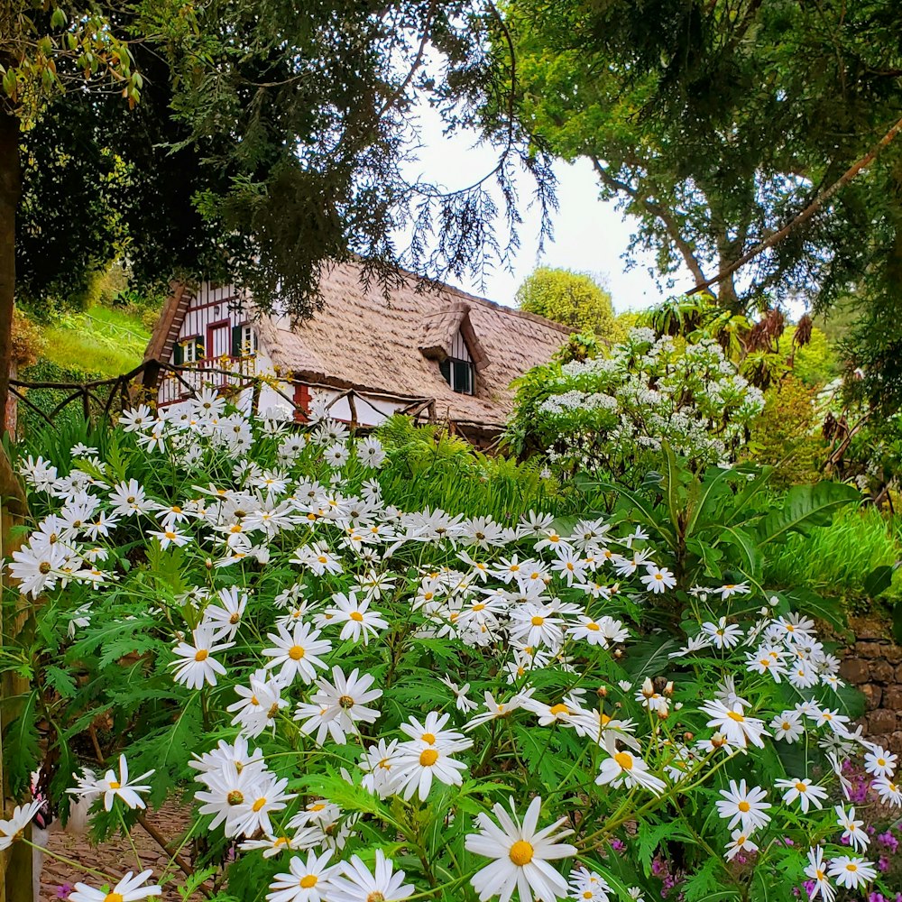 a field of daisies in front of a house