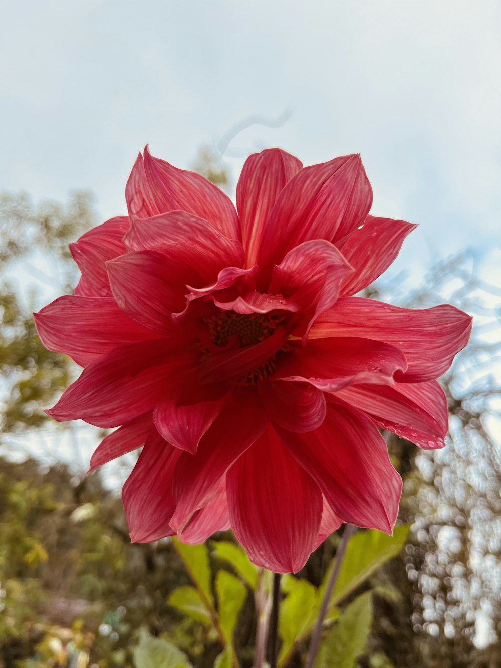 a large red flower with green leaves in the foreground