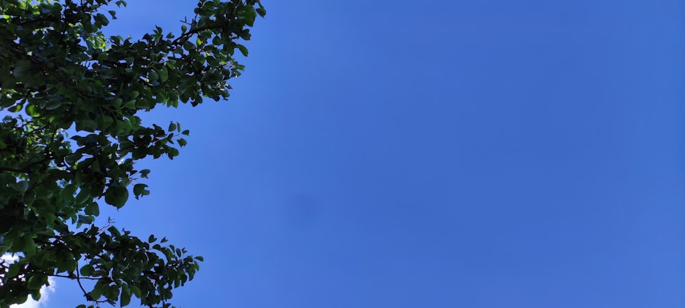 a clear blue sky with a plane flying overhead