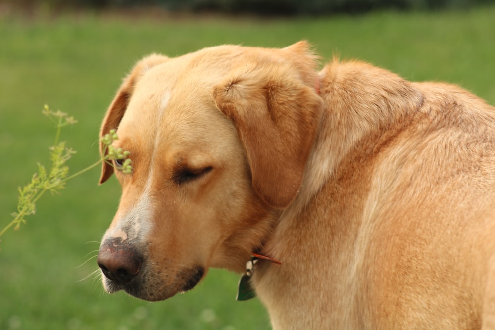 a dog with its eyes closed and a plant in its mouth