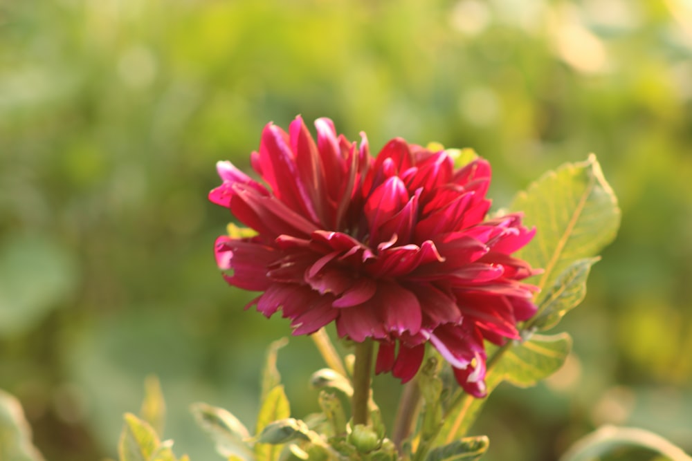 a red flower with green leaves in the background