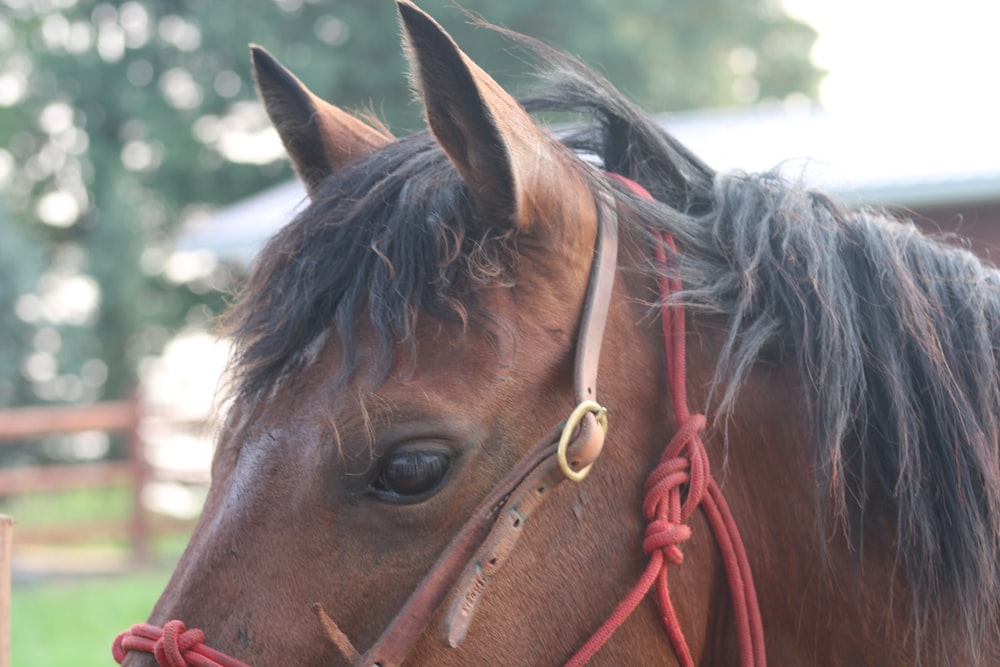 a close up of a brown horse with a red bridle
