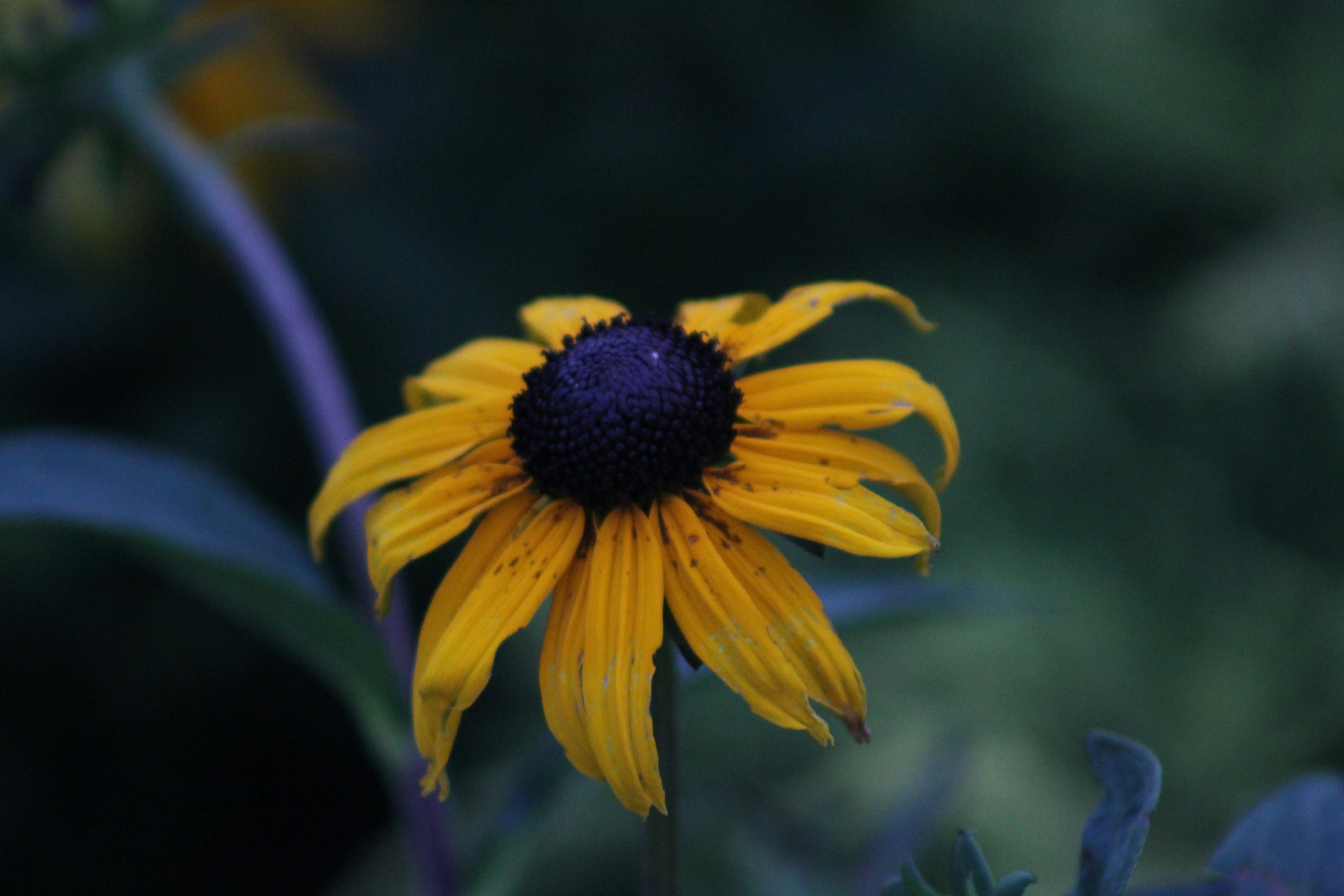 Photo by marie_martin1