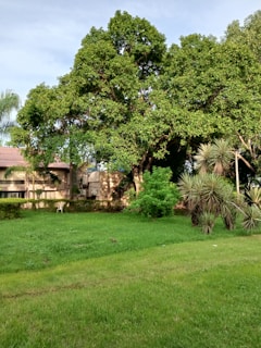 A serene outdoor scene with lush greenery and luxury furnishings.