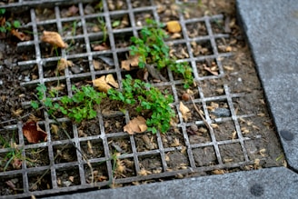 a metal grate with a plant growing out of it