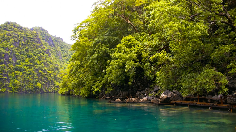 a body of water surrounded by lush green trees