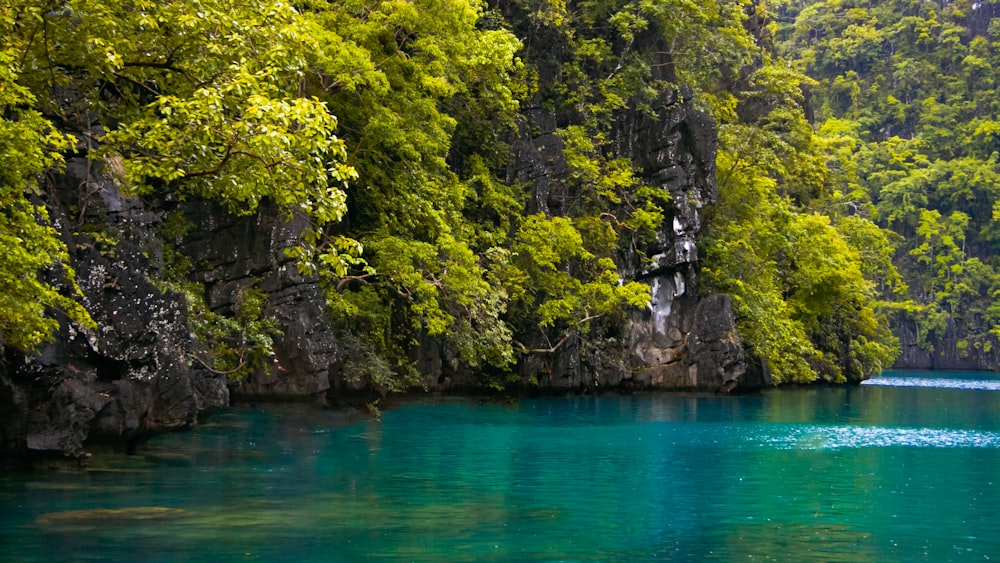 a body of water surrounded by lush green trees