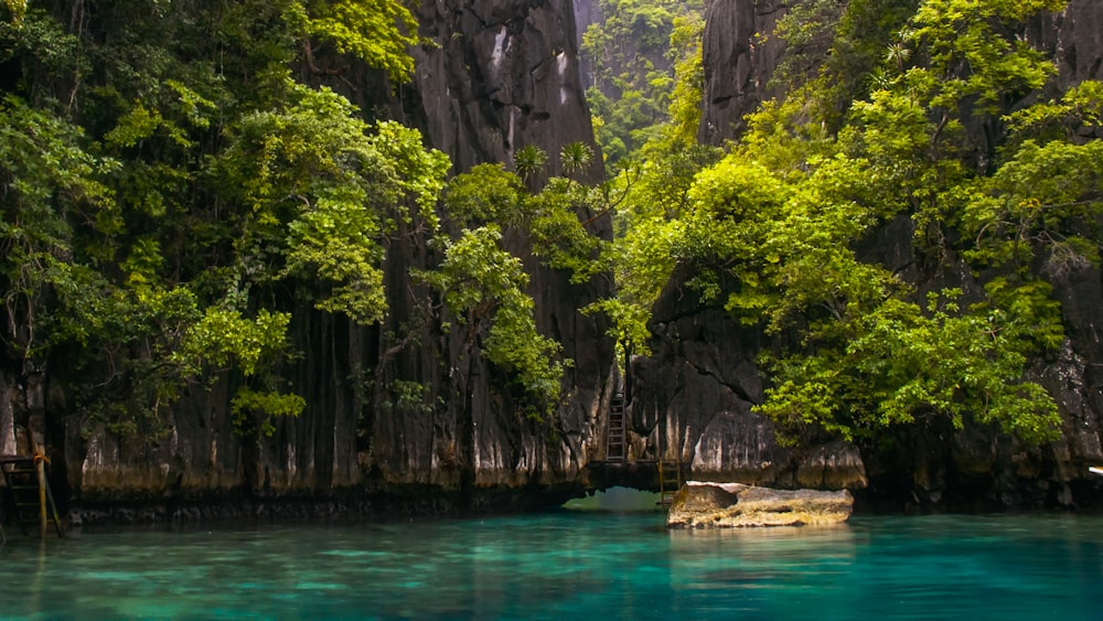 a body of water surrounded by lush green trees