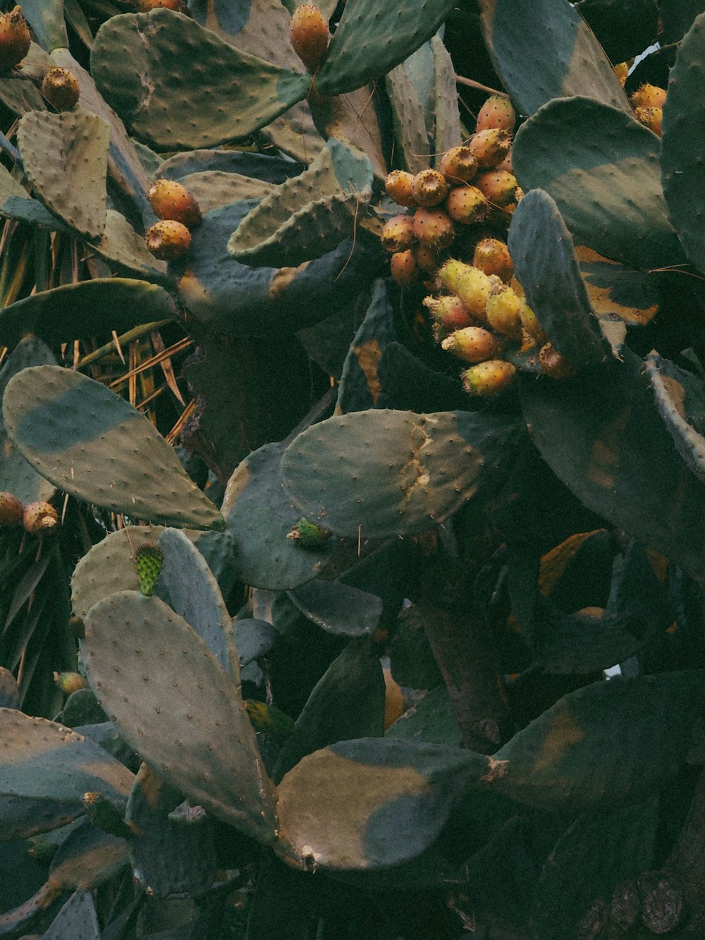 a bunch of green leaves on a tree