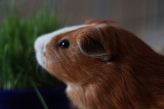A brown and white guinea pig facing a pot of green grass. The guinea pig is in focus, highlighting its eye and ear, while the background is softly blurred. The animal's fur appears soft and well-groomed.