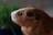 A brown and white guinea pig facing a pot of green grass. The guinea pig is in focus, highlighting its eye and ear, while the background is softly blurred. The animal's fur appears soft and well-groomed.