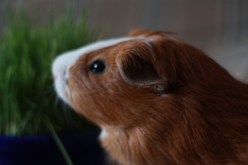 A brown and white guinea pig facing a pot of green grass. The guinea pig is in focus, highlighting its eye and ear, while the background is softly blurred. The animal's fur appears soft and well-groomed.