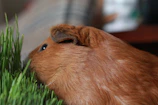 A curious guinea pig nibbling on fresh vegetables