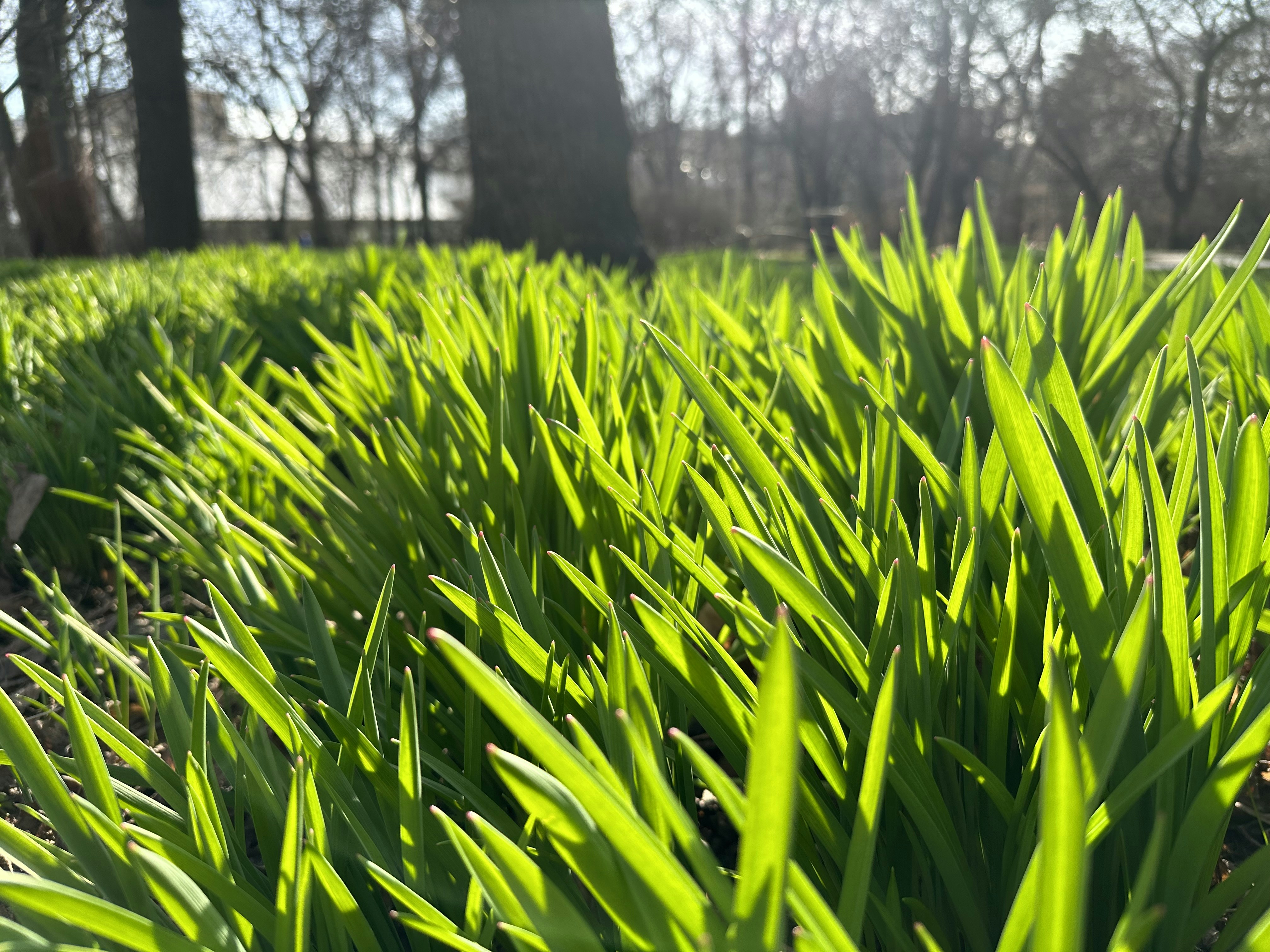 a field of green grass with trees in the background