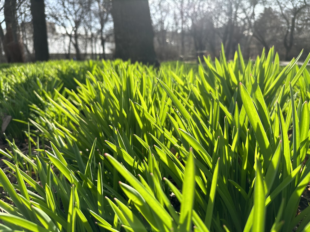 a field of green grass with trees in the background