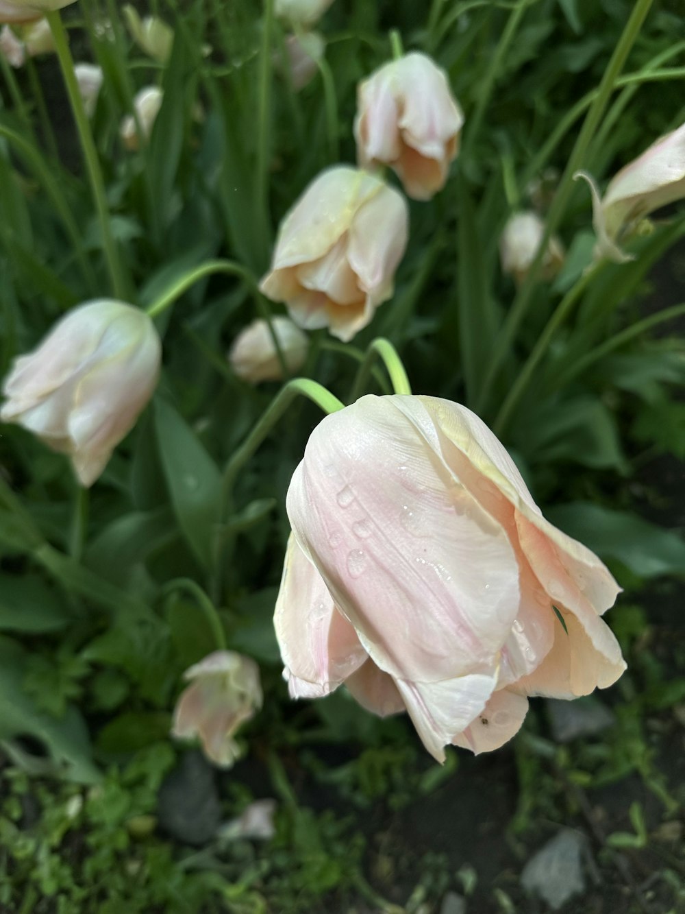 a bunch of flowers that are in the grass