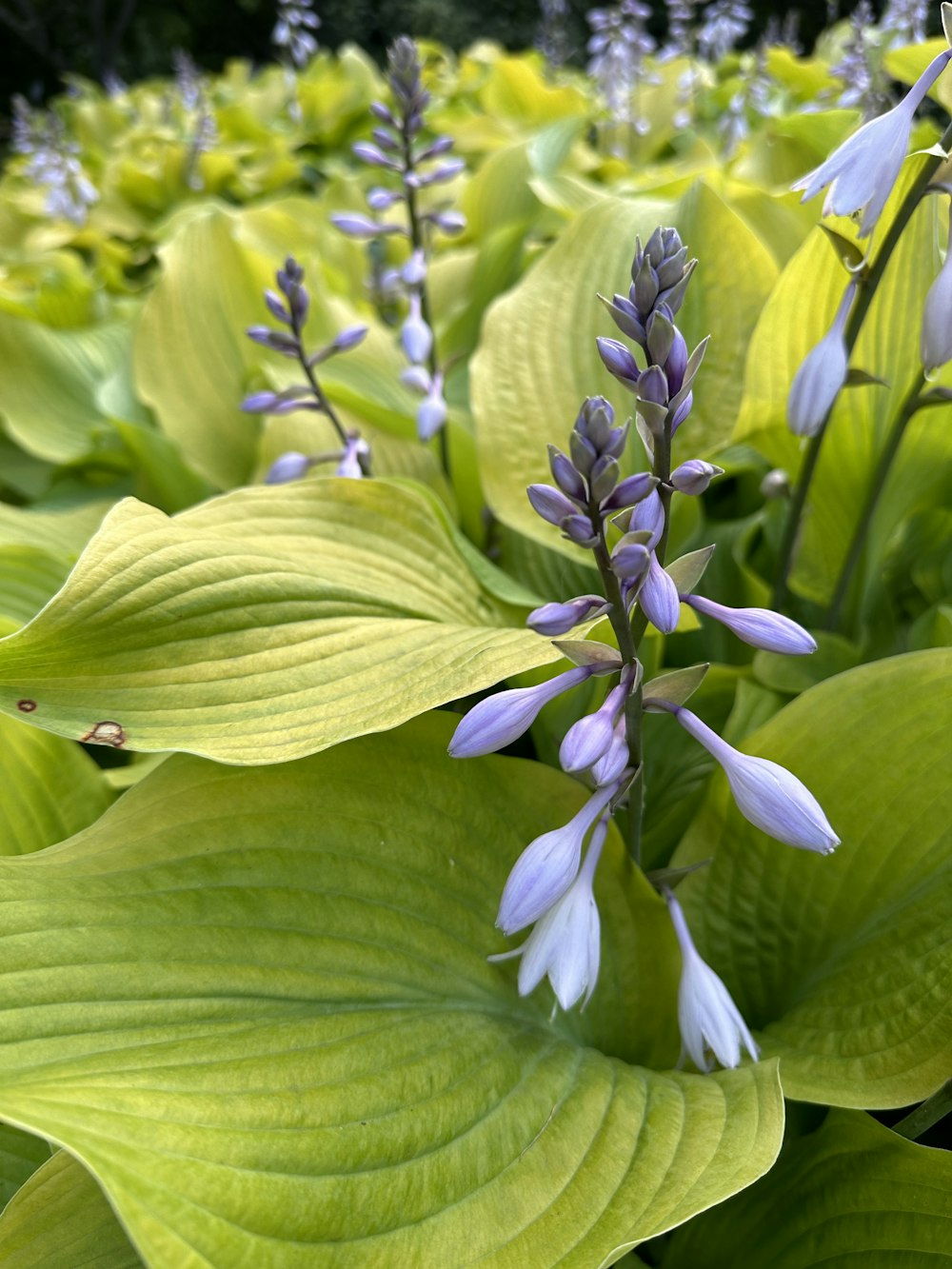 Gros plan d’une plante avec des fleurs violettes