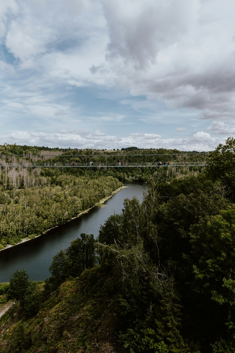 a river running through a lush green forest