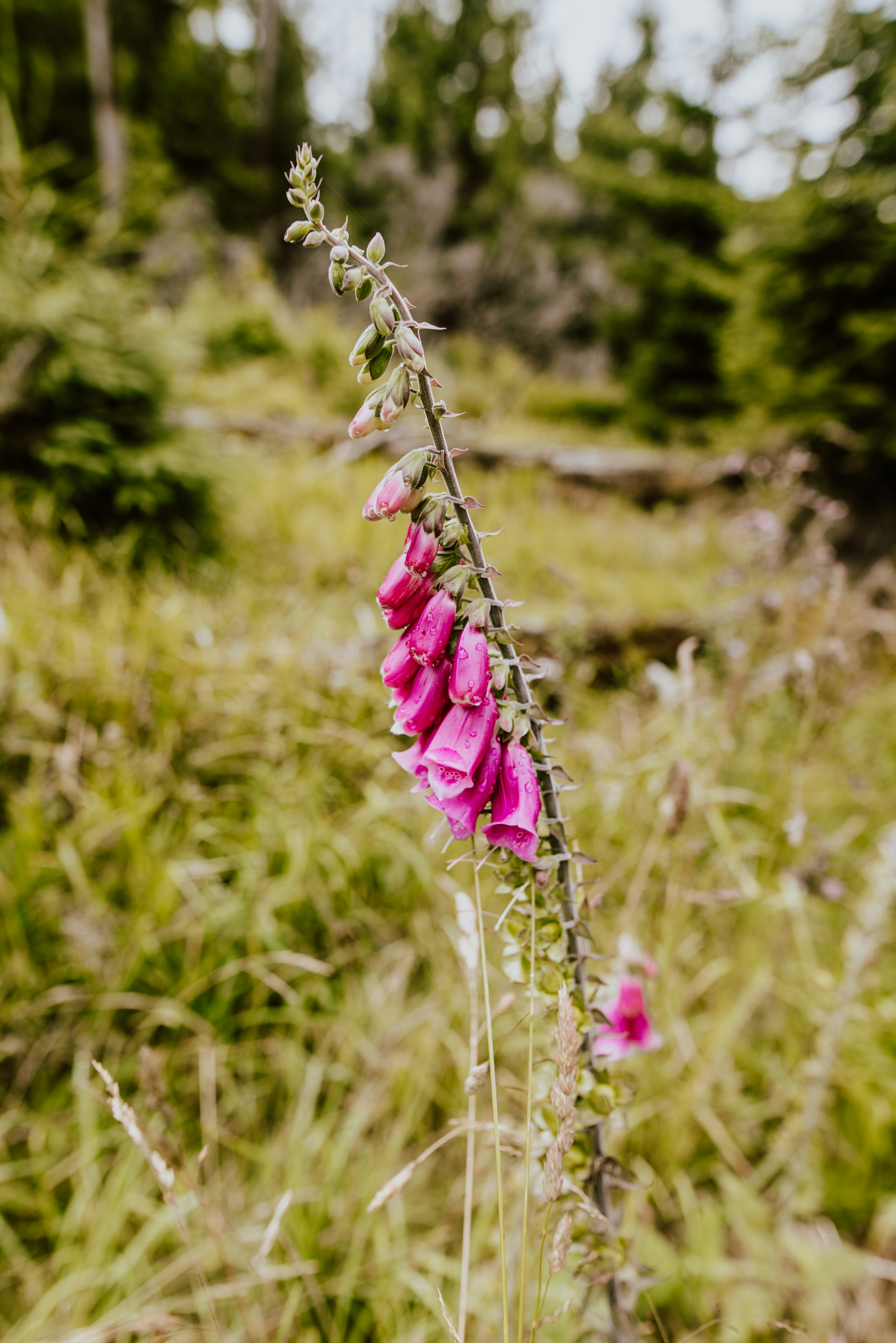 a pink flower in a field of tall grass