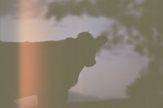 Softly focused image of a commercial livestock farm where our feed pellets are in use.