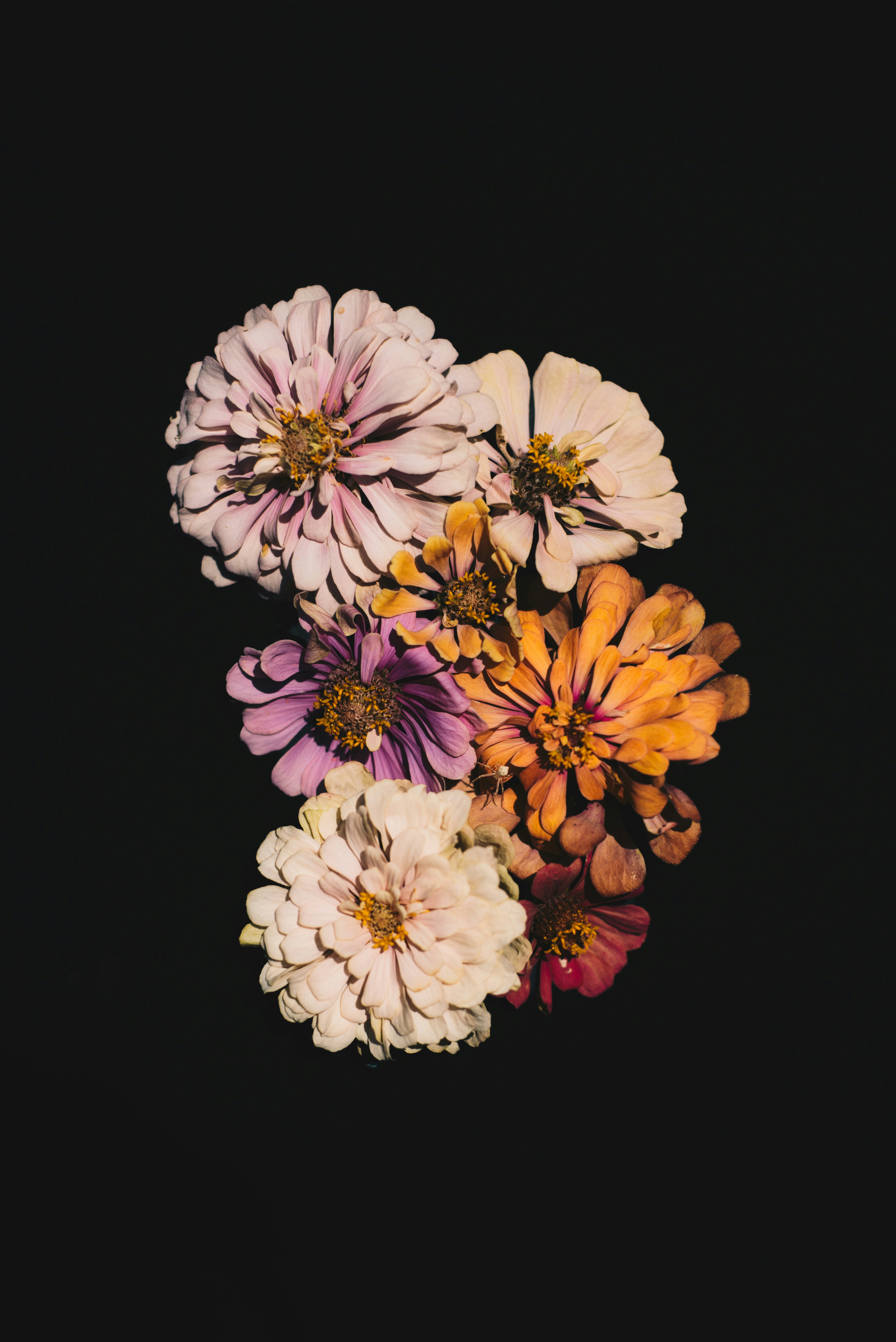 Un ramo de flores de diferentes colores sobre un fondo negro foto – Imagen  de Marrón gratuita en Unsplash, image size:3000x4494