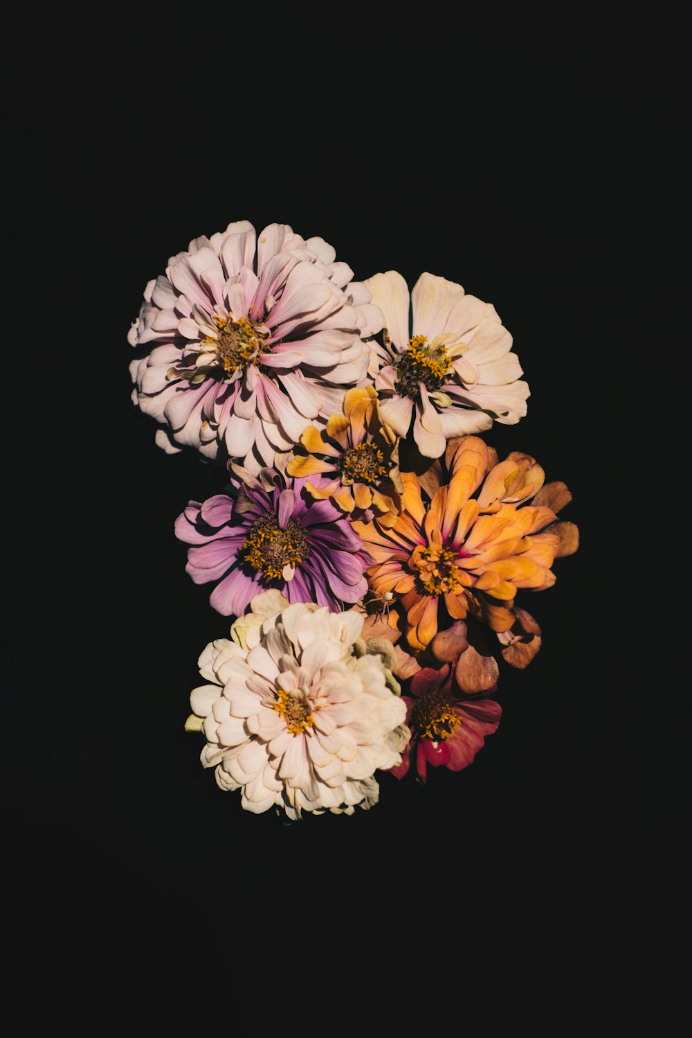 a bunch of different colored flowers on a black background