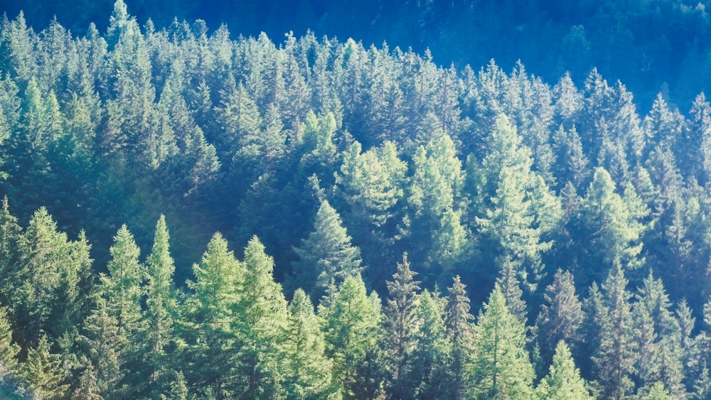 a group of trees that are next to each other