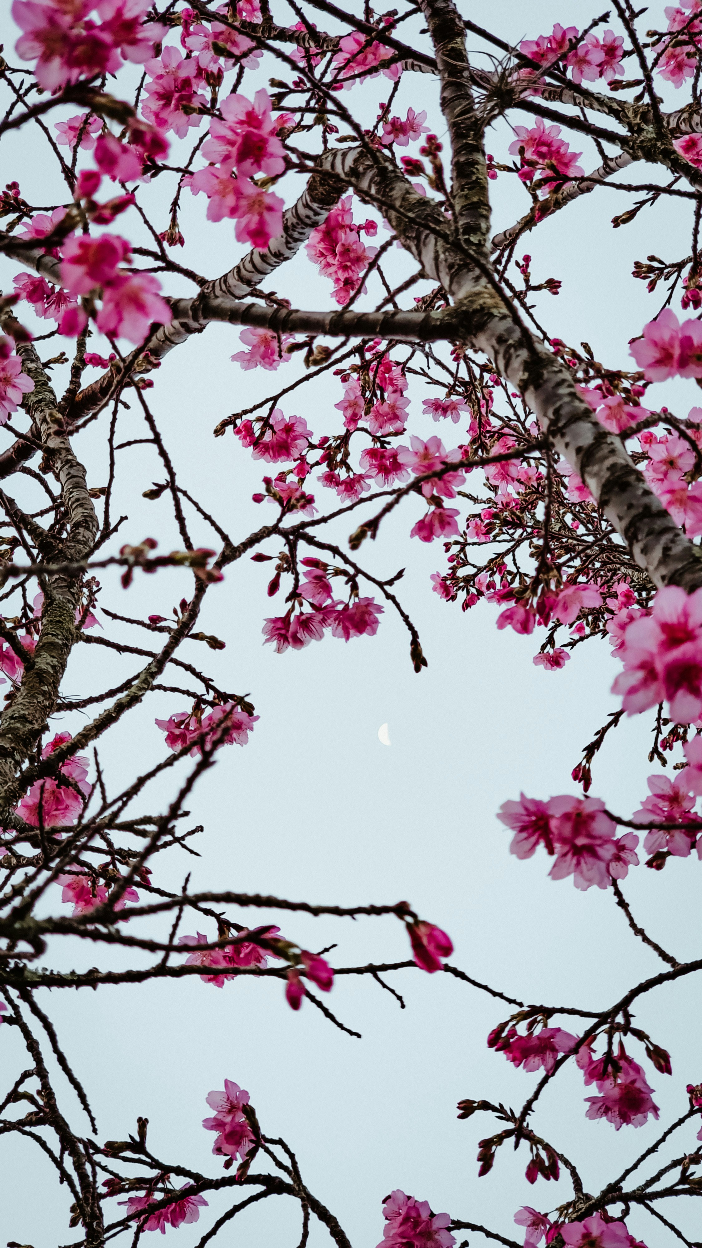 Photo by tomazjabali